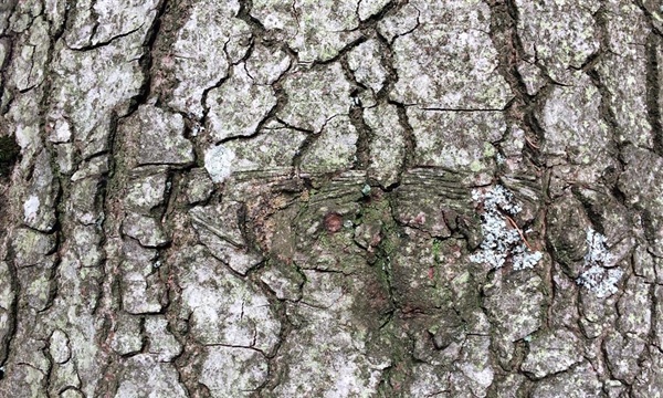 Holz in seiner Vielfalt